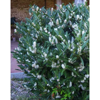 Prunus laurocerasus 'Otto Luyken' – Törpe babérmeggy