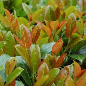 Prunus laurocerasus 'Titan' – Babérmeggy