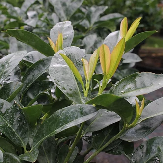 Prunus laurocerasus 'Zita' – Babérmeggy