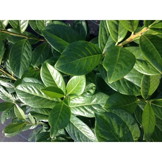 Prunus laurocerasus 'Novita' - Babérmeggy