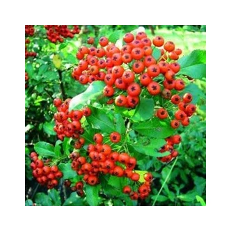 Pyracantha coccinea 'Red Column' - Pirosbogyójú tűztövis Pyracantha coccinea 'Red Column' - Pirosbogyójú tűztövis