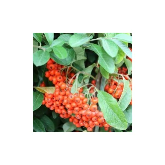 Pyracantha 'Mohave' - Tűztövis Pyracantha 'Mohave' - Tűztövis