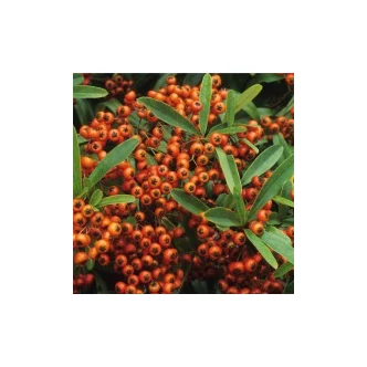 Pyracantha coccinea 'Orange Glow' - Tűztövis