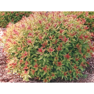 Spiraea japonica 'Goldflame' - Japán gyöngyvessző