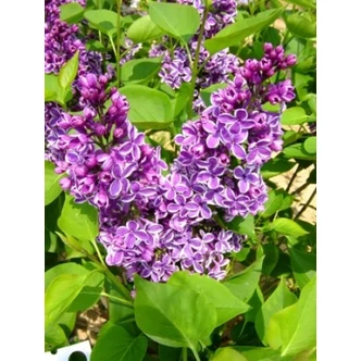 Syringa vulgaris - Közönséges orgona