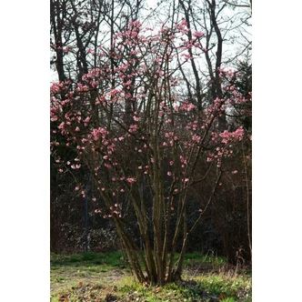 Viburnum x bodnantense - Kikeleti bangita