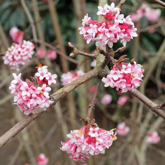 Viburnum bodnantense 'Dawn' – Kikeleti bangita