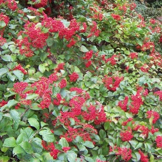 Viburnum dilatatum 'Cardinal Candy'® – Bangita Viburnum dilatatum 'Cardinal Candy'® – Bangita