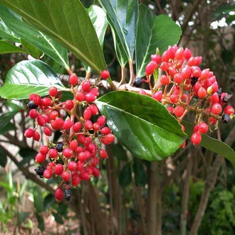 Viburnum odoratissimum var. 'Awabuki' – Korallbangita Viburnum odoratissimum var. 'Awabuki' – Korallbangita