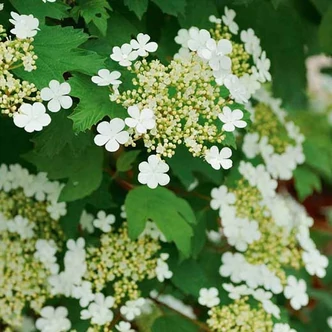 Viburnum opulus 'Xanthocarpum' – Kányabangita