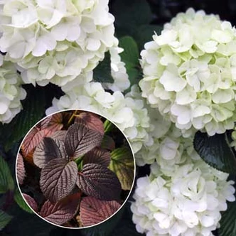 Viburnum plicatum 'Opening Day'® – Redős levelű bangita