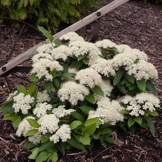 Viburnum rhytidophyllum 'Little Snowball'® – Ráncoslevelű bangita