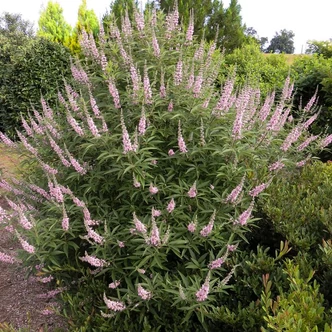 Vitex 'Galactic Pink'® – Barátcserje
