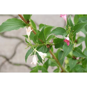 Weigela 'Marjorie' - Marjorie rózsalonc