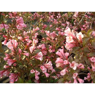 Weigela florida 'Nana Purpurea' - Rózsalonc Weigela florida 'Nana Purpurea' - Rózsalonc