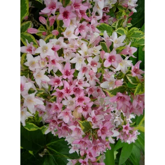Weigela florida 'Variegata' -Tarka levelű rózsalonc Weigela florida 'Variegata' -Tarka levelű rózsalonc