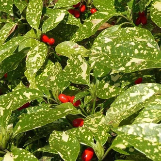 Aucuba japonica 'Crotonifolia' - Babérsom Aucuba japonica 'Crotonifolia' - Babérsom