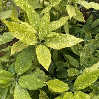 Aucuba japonica 'Variegata' - Tarkalevelű babérsom Aucuba japonica 'Variegata' - Tarkalevelű babérsom