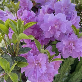 Azalea japonica 'Elsie Lee' – Azálea