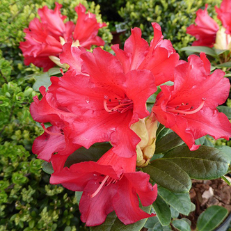 Rhododendron 'Bengal' – Törpe örökzöld havasszépe