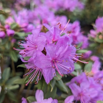 Rhododendron 'Blue Silver' – Örökzöld havasszépe