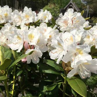 Rhododendron 'Cunningham's White' – Örökzöld havasszépe (fehér)