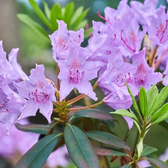 Rhododendron 'Frost Hexe' – Örökzöld havasszépe