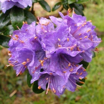 Rhododendron 'Gristede' – Örökzöld havasszépe
