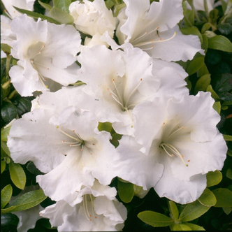 Rhododendron 'Pleasant White' – Örökzöld havasszépe