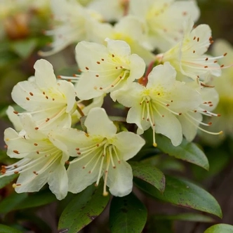 Rhododendron 'Princess Anne' – Örökzöld havasszépe