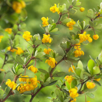 Berberis buxifolia 'Nana' – Törpe puszpáng levelű borbolya