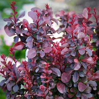 Berberis thunbergii 'Concorde' – Japán borbolya