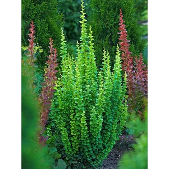 Berberis thunbergii 'Erecta' – Oszlopos japán borbolya Berberis thunbergii 'Erecta' – Oszlopos japán borbolya
