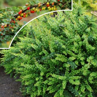 Berberis thunbergii 'Green Carpet' – Zöld levelű terülő japán borbolya