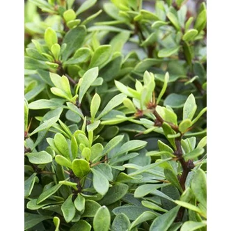 Berberis thunbergii 'Kobold' – Japán borbolya Berberis thunbergii 'Kobold' – Japán borbolya