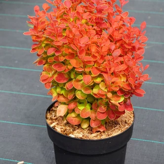 Berberis thunbergii 'Orange Alf' – Japán borbolya