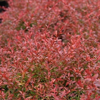Berberis thunbergii 'Orange Dream' – Japán borbolya