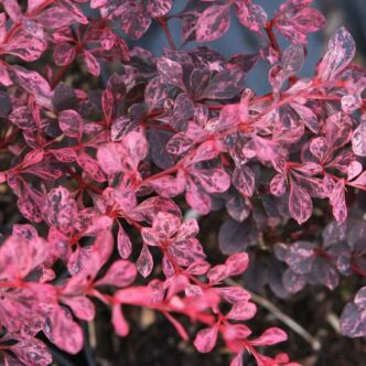 Berberis thunbergii 'Pink Queen' – Rózsaszín tarka japán borbolya