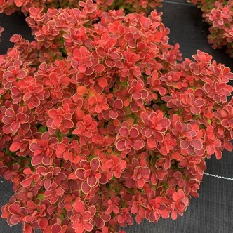 Berberis thunbergii 'Red Hot Chili' – Japán borbolya