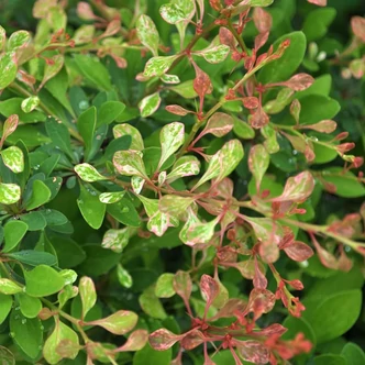 Berberis thunbergii 'Silver Beauty' – Japán borbolya