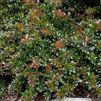 Berberis x media 'Parkjuweel' – Örökzöld borbolya Berberis x media 'Parkjuweel' – Örökzöld borbolya