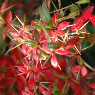 Berberis x media 'Red Jewel' – Vörös borbolya Berberis x media 'Red Jewel' – Vörös borbolya
