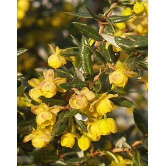 Berberis candidula 'Jytte' - Törpe ezüstös borbolya Berberis candidula 'Jytte' - Törpe ezüstös borbolya