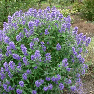 Caryopteris x clandonensis 'Blue Ballon' – Angol kékszakáll