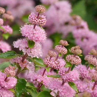 Caryopteris clandonensis 'Camara Pink'® – Angol kékszakáll