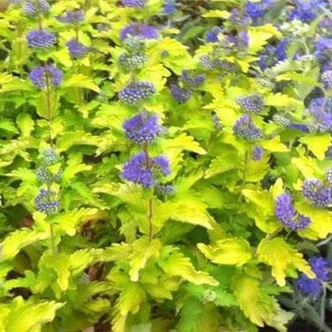 Caryopteris x clandonensis 'Good as Gold'– Angol kékszakáll