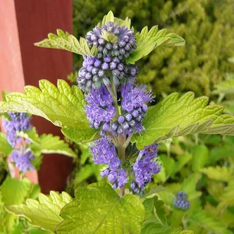 Caryopteris x clandonensis 'Hint of Gold'® – Sárgás levelű kékszakáll
