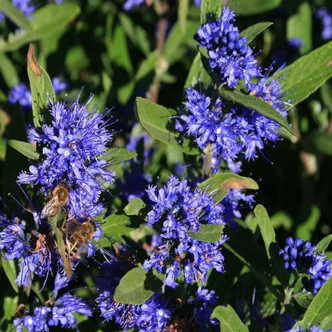 Caryopteris clandonensis 'Kew Blue' - Sötétkék virágú kékszakáll  Caryopteris clandonensis 'Kew Blue' - Sötétkék virágú kékszakáll