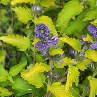 Caryopteris incana 'Cary Gold' – Kínai kékszakáll