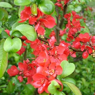 Chaenomeles speciosa 'Rubra' – Pompás japánbirs Chaenomeles speciosa 'Rubra' – Pompás japánbirs